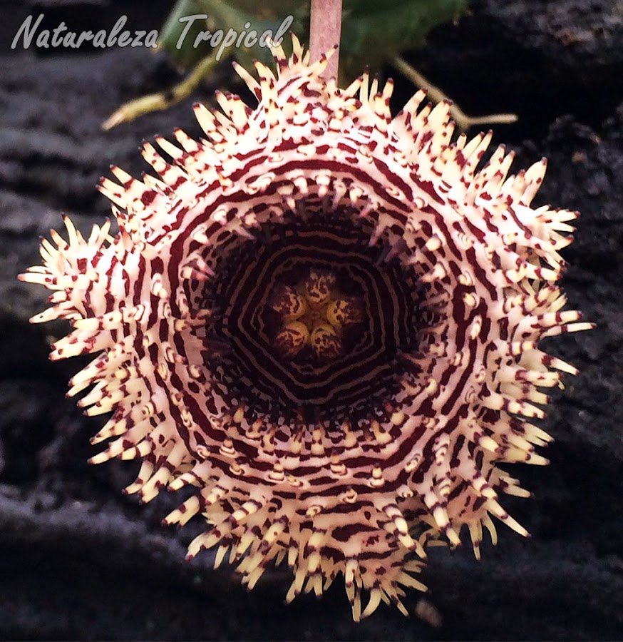 Flor típica de la planta suculenta Huernia hystrix