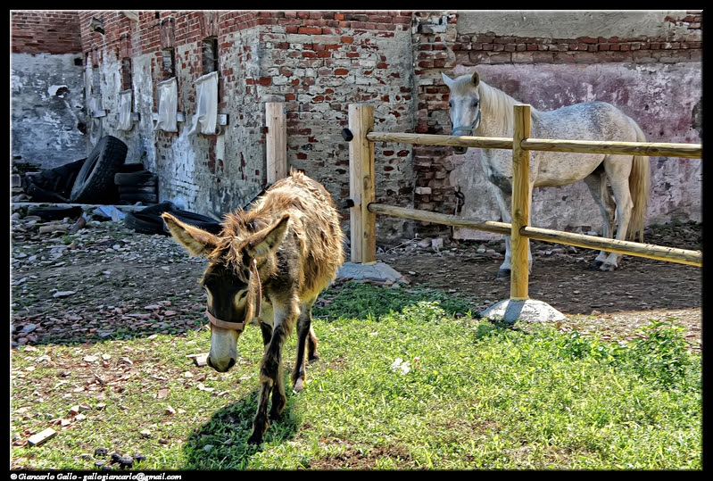 cavallo e asino photoprocessing347 immagini si