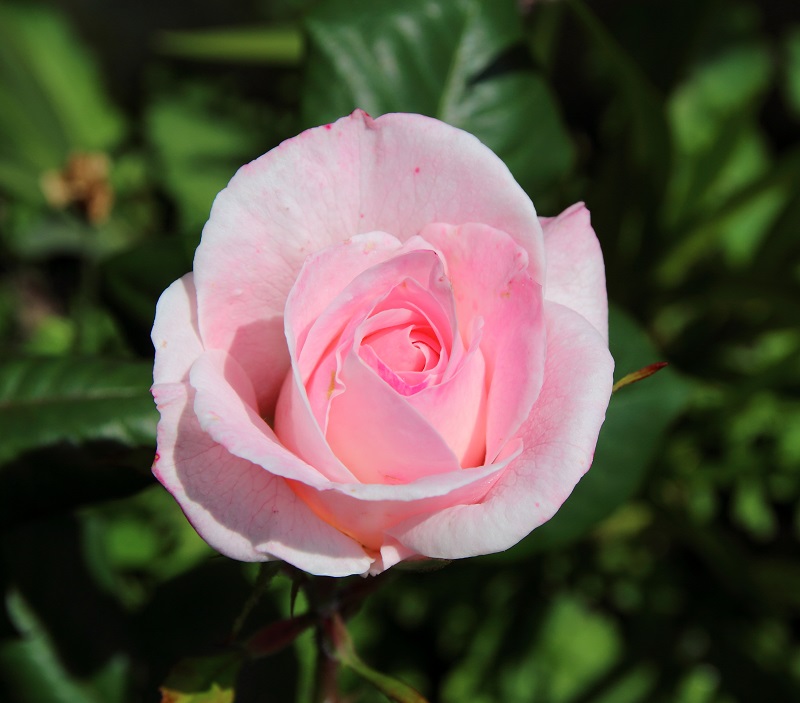 Almost Wordless Wednesday - Roses Only