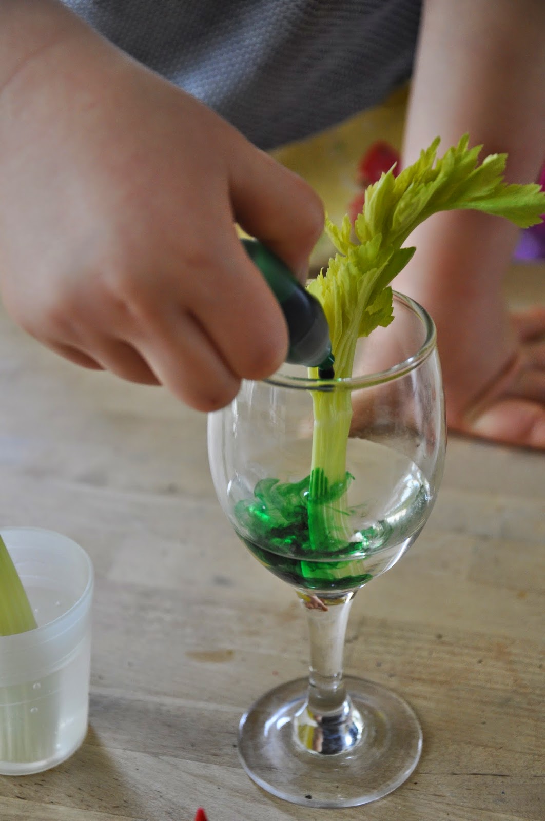 Celery Science Capillary Action