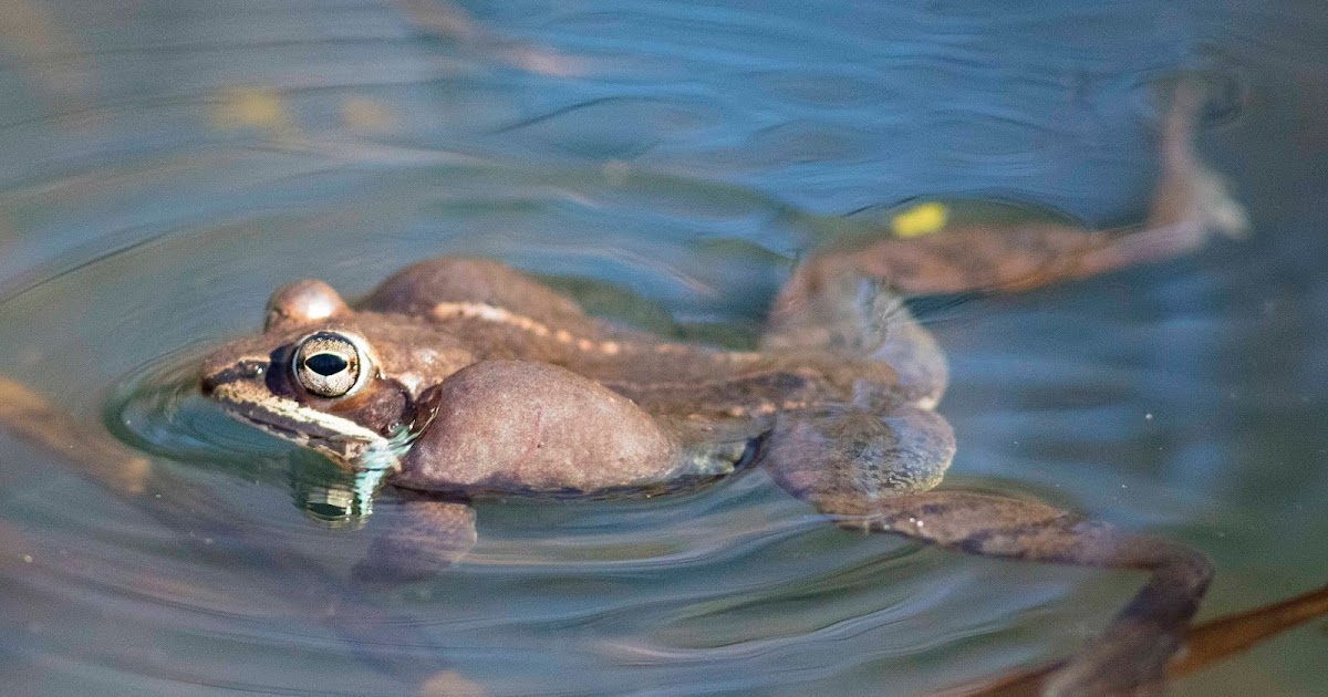 Ohio Birds and Biodiversity Wood frogs erupt