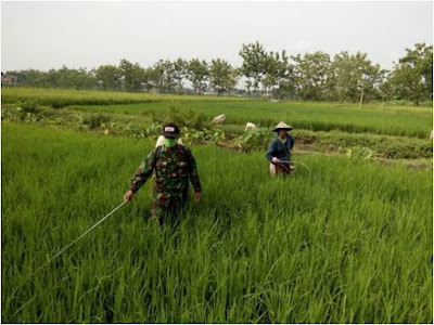 BABINSA KARANGANOM DAMPINGI PETANI LAKSANAKAN PENYEMPROTAN PADI IR 64