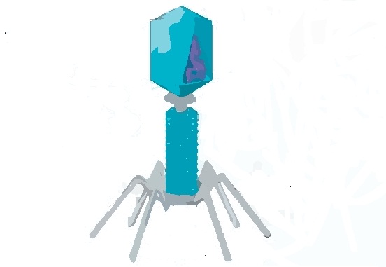virus virus