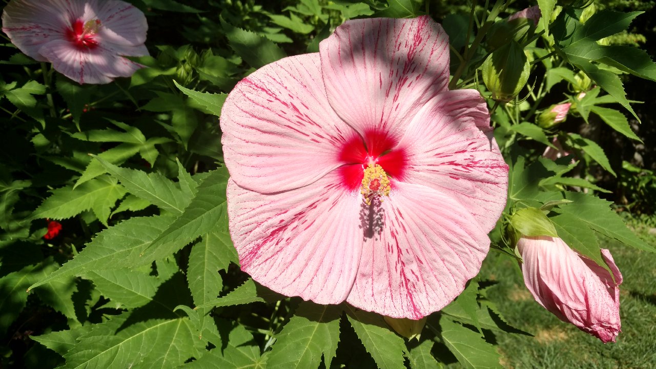 Giant flowers put on July show