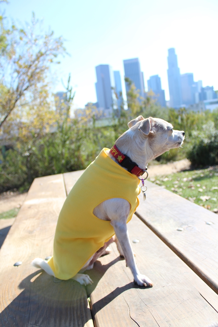 Stretchy and Stylish! Gold Paw Series Stretch Fleece Review