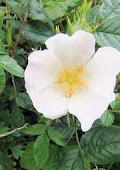 White Dog Rose Rosa