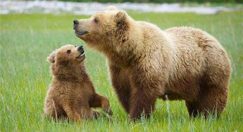 Dongeng Anak Anak Pemburu dan Beruang 