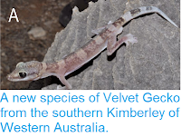 http://sciencythoughts.blogspot.co.uk/2014/11/a-new-species-of-velvet-gecko-from.html