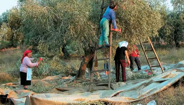 Κρήτη: Ο «Ηφαιστίων» έσβησε τις τελευταίες ελπίδες των ελαιοπαραγωγών Κρήτη: Ο «Ηφαιστίων» έσβησε τις τελευταίες ελπίδες των ελαιοπαραγωγών
