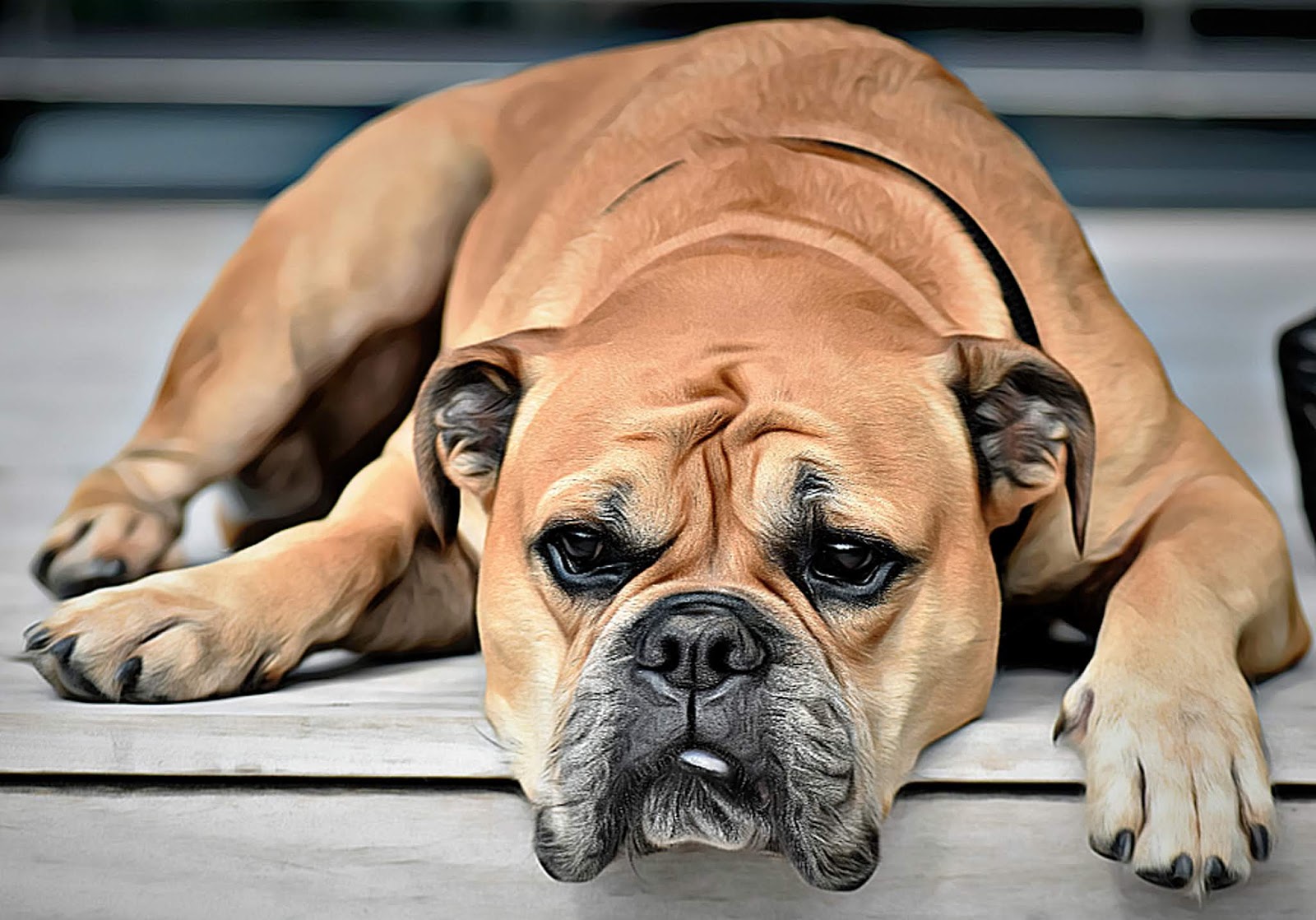 Download Free Cc0 Public Domain Dog Images By Dog Globe Continental Bulldog Dog