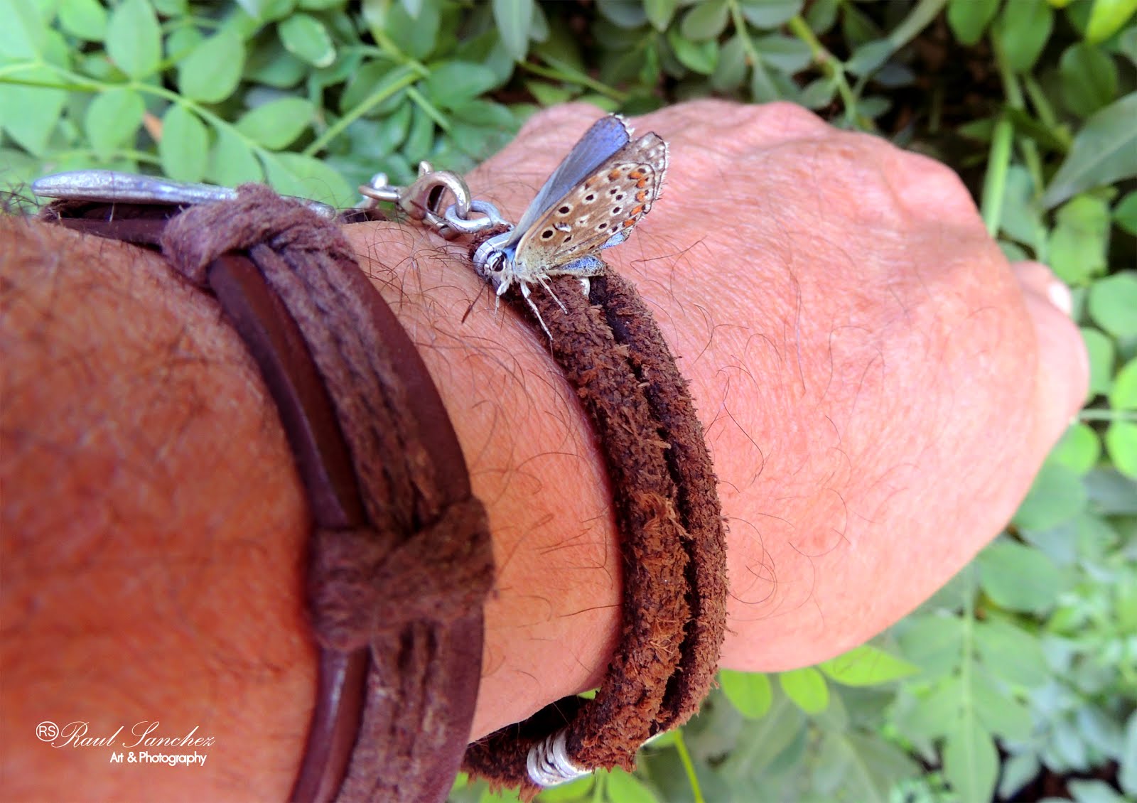 Mariposa (Pollyommatus bellargus)