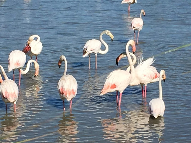 Flamingos in Südfrankreich