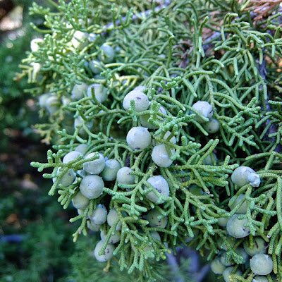  (Juniperus californica)