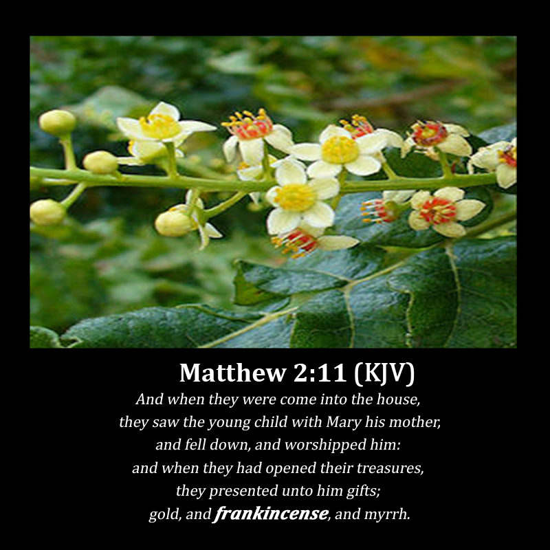 Daily Bible Verse Bible Verse about Frankincense (KJV 1611)