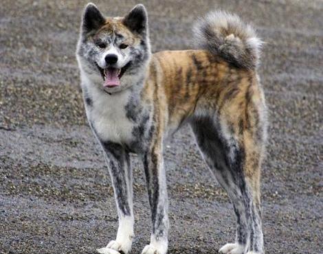 Canlilar Alemi Akita Kopek Hakkinda Bilgi