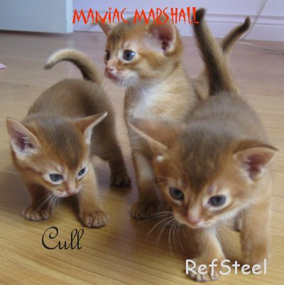 [Image: kitties.jpg]