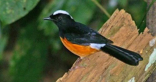 Mengenal Lebih Dekat Habitat Burung Murai Batu Kepala Putih Di Alam Bebas Kicau Mania