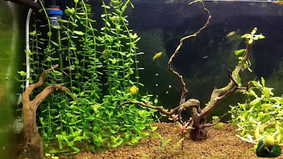 Bacopa Monnieri Bacopa Monnieri
