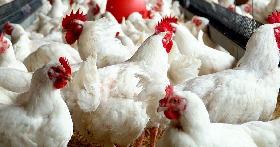 Medical Encyclopedia Broiler Chicken Side Effects medical-encyclopedia-broiler-chicken-side-effects