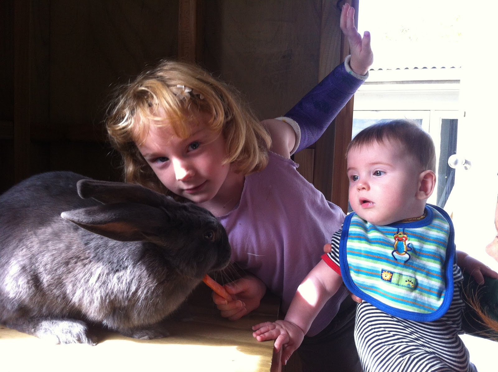 Anna & Michael: Giant Norwegian Blue Rabbit