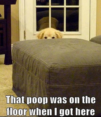 The poop was on the floor...