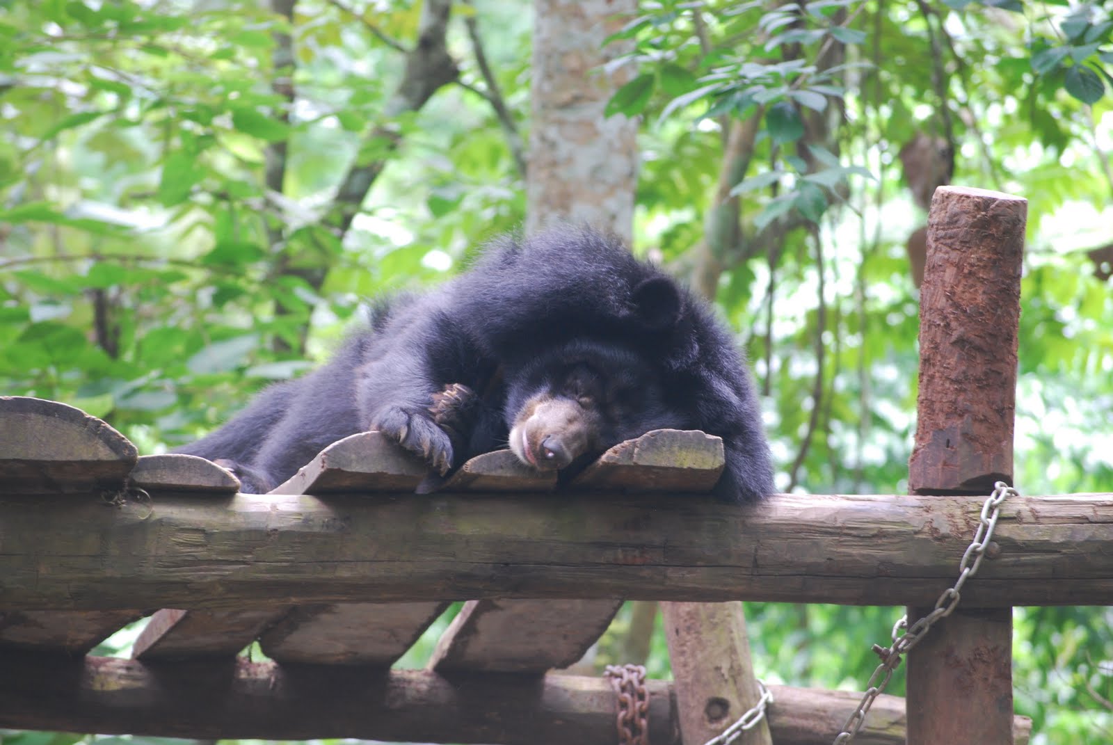 Bear Rescue Centre Agra, India : : Another step towards humanity