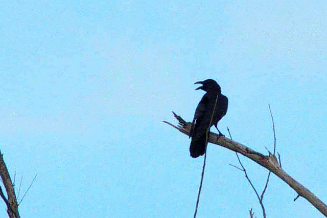 crow, tree, GIF