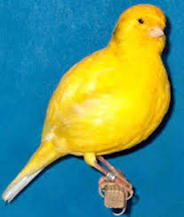 Burung Kenari - Solusi Penangkaran Burung Kenari -  Kode Ring Kenari Import Pada Negara Canada
