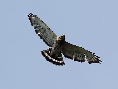 broad-winged hawk in flight