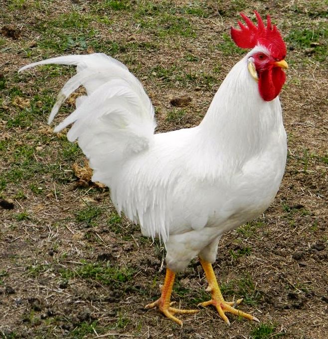 5 Best Laying Hens for Your Backyard | From Home Wealth