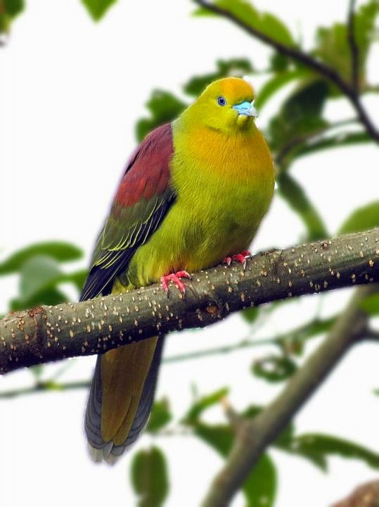 Wedge tailed green pigeon