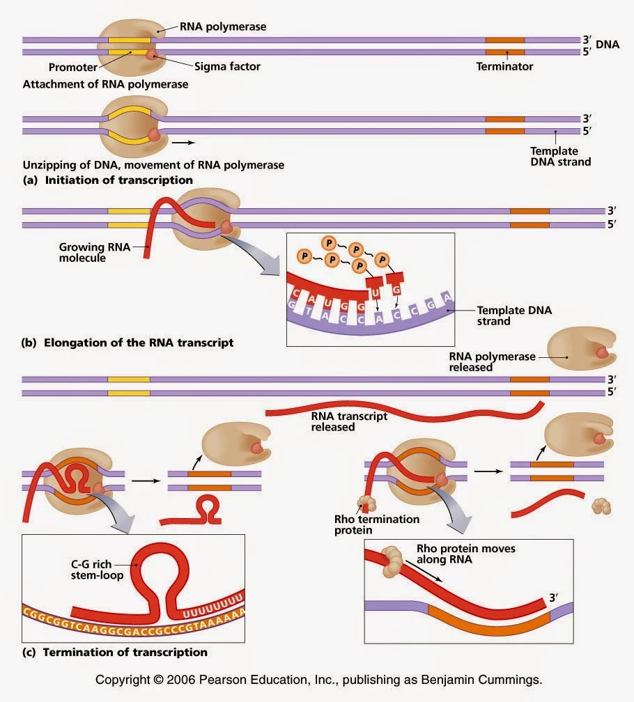 bio 4 eva: Transcription (Synthesis of RNA)