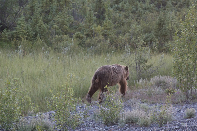 LIFE AS A BONTRAGER: Sights Along the Alaska Highway//Heading Back