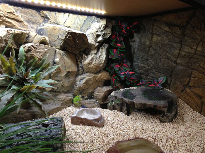 Printable Terrarium Background