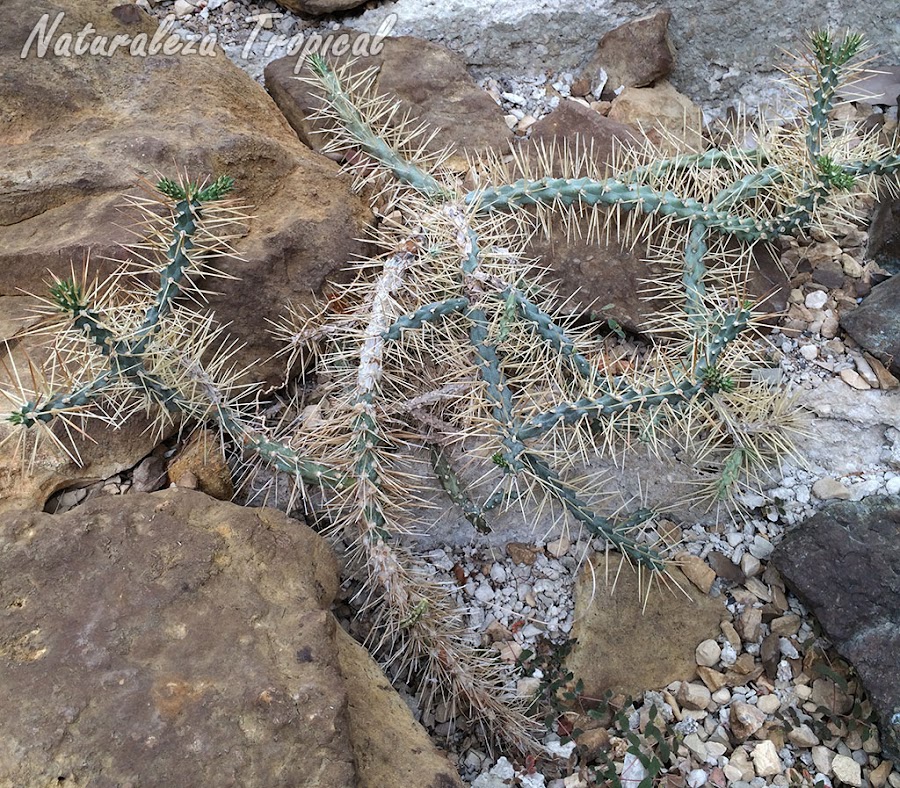 Vista de la planta del cactus cubano Cylindropuntia hystrix