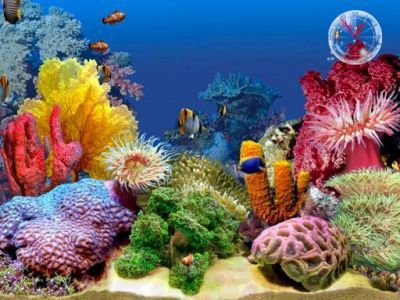 Aquarium Background Scenes | Background Desktops Pics