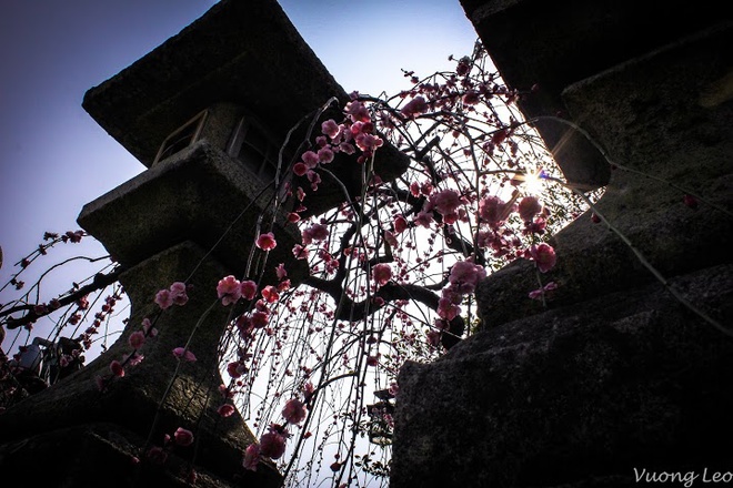 [Image: Mua-hoa-man-bung-no-o-Nhat-Ban-4.jpg]