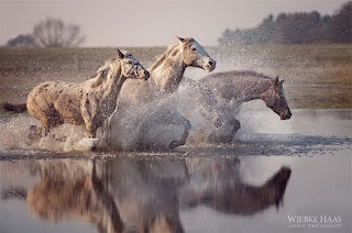 imagenes-hermosas-grandiosas-de-corceles imagenes-hermosas-grandiosas-de-corceles
