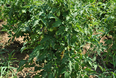 rosii cherry rosii cherry
