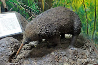 museum zoologi bogor