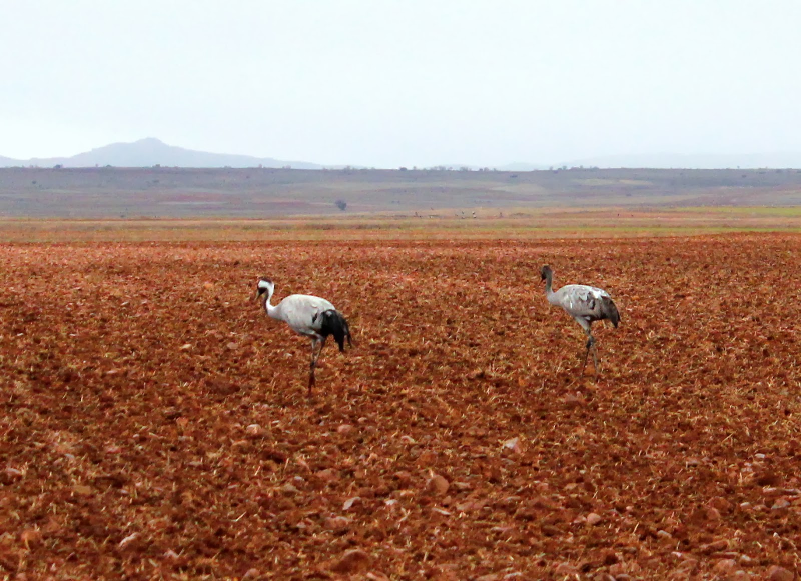 Pareja de grullas