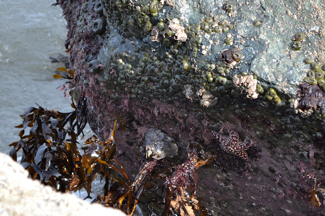sea life attached to the rocks
