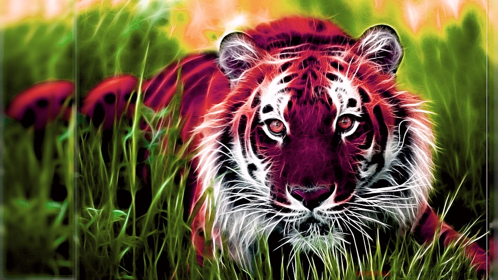 TIGER - Jungle Animals HD Wallpaper | Wallpaper Pic ...