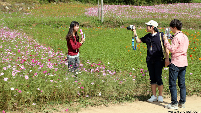 Coreanos grabando vídeo sobre flores cosmos