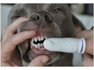 Salud Dental Para Mi Perro Pit Bull Salud Dental Para Mi Perro Pit Bull