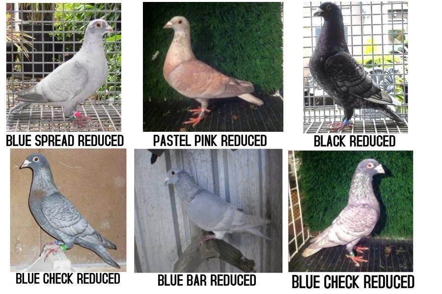 pigeon racing in philippines the next big thing off modena pigeon color chart