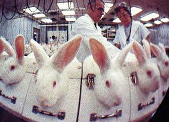 Econcientiza: Los mártires de la ciencia: animales de laboratorio