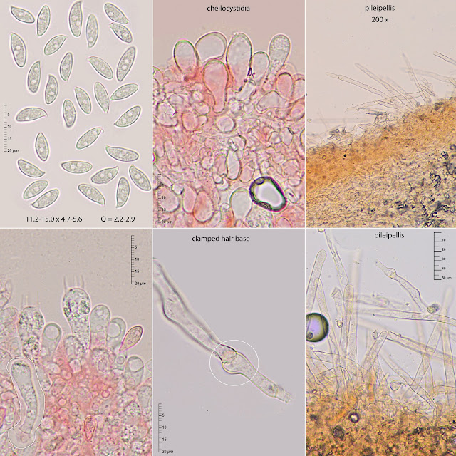 Lepiota oreadiformis