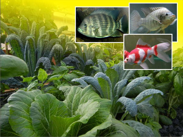 akuaponik, aquaponik, hidroponik, akuakultur, ikan, sayuran, pertanian