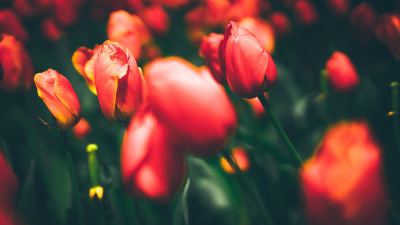 Red Tulips